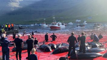 vanatoare-delfini-feroe