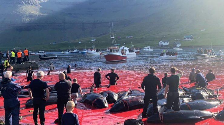 vanatoare-delfini-feroe