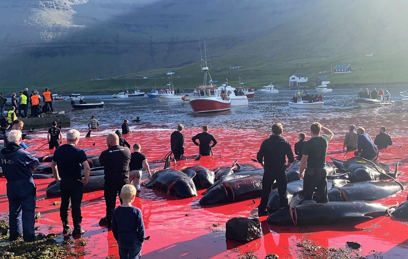 FOTO-VIDEO. Tradiție barbară: Aproape 1.500 de delfini, uciși într-o singură zi „de sărbătoare” în Insulele Feroe