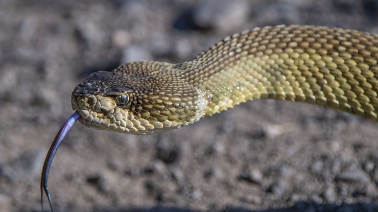 STUDIU. Veninul viperelor ar putea deveni un remediu în lupta cu Covid- 19