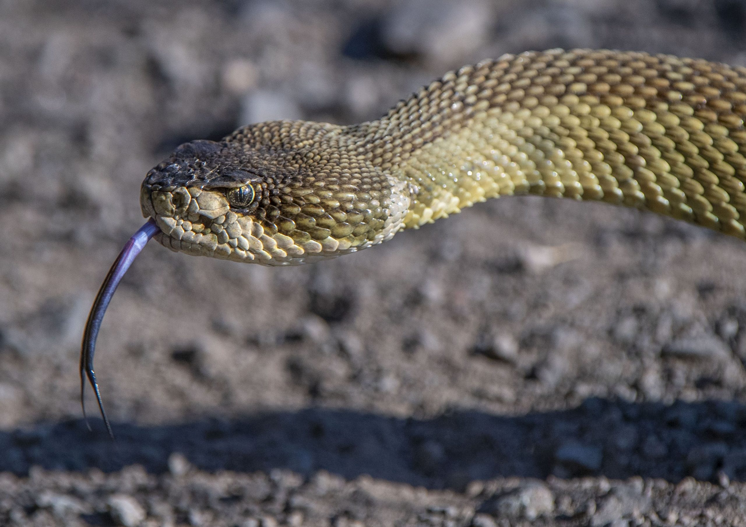STUDIU. Veninul viperelor ar putea deveni un remediu în lupta cu Covid- 19