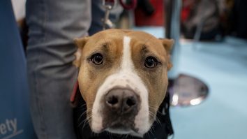 Cațel rasa american stanfford