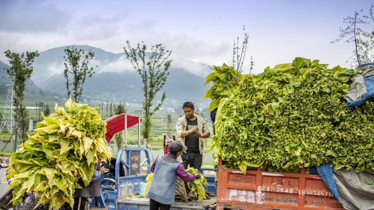 Culegători de tutun