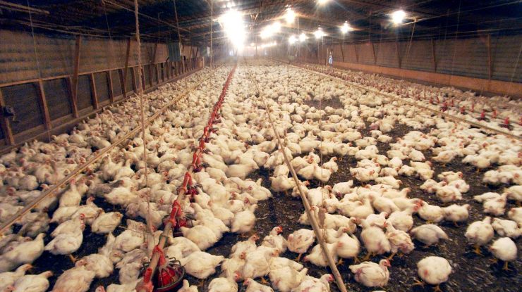 Gripa aviară, o altă îngrijorare