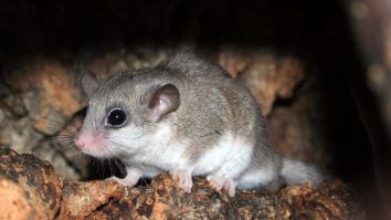 Peste 200 de pârși congelați au fost confiscați în urma unui raid antidrog