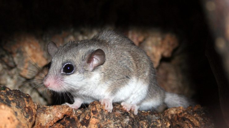 Peste 200 de pârși congelați au fost confiscați în urma unui raid antidrog