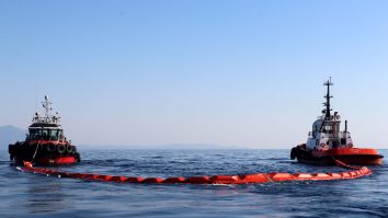 VIDEO. Dezastru ecologic pe coasta unui stat american cu aproape 40 de milioane de locuitori. Pești și păsări moarte au fost aduse la mal