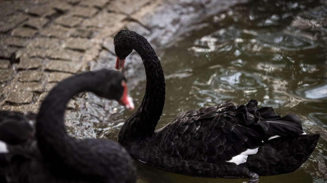 lebede negre pe lac