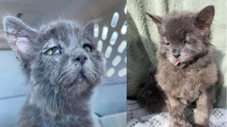 pisica teddy cu sindromul Ehlers-Danlos