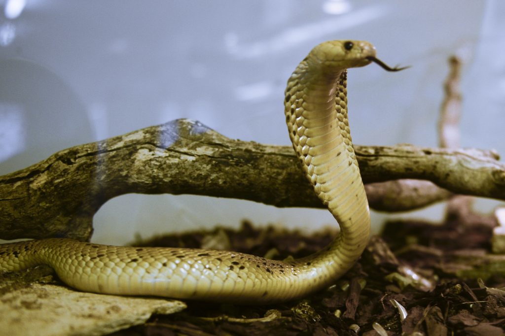 șarpe cobra