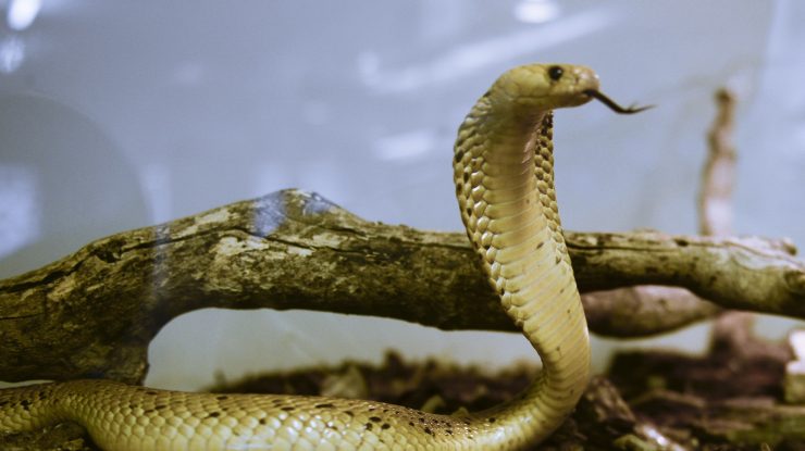 șarpe cobra