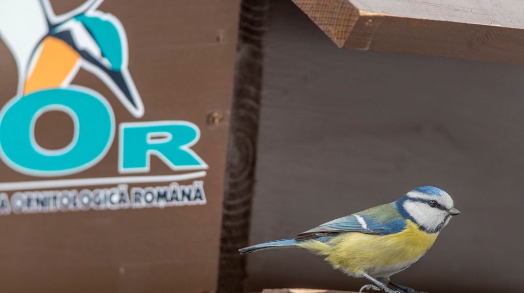 Societatea Ornitologică Română atrage atenția