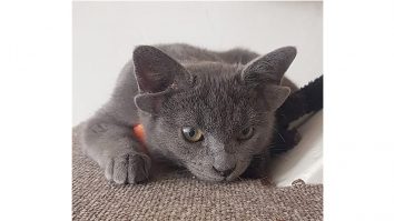 VIDEO. Povestea pisicii cu patru urechi. Felina are aproape 50.000 de urmăritori pe Instagram