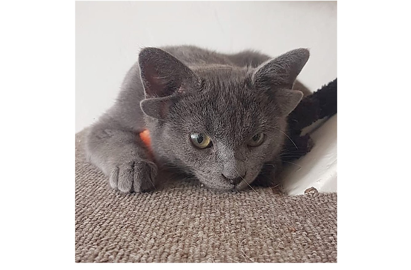 VIDEO. Povestea pisicii cu patru urechi. Felina are aproape 50.000 de urmăritori pe Instagram