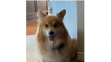 Un cățel suspect că ar fi infectat a fost ucis fără milă din cauza măsurilor anti-Covid. Unde s-a întâmplat