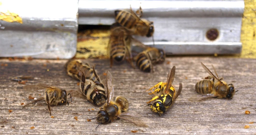 albine atacate de viespe