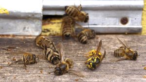 albine atacate de viespe