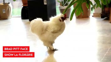 „Brad Pitt”, mascota unui magazin de plante din Iași. Cum explică show-room-ul decizia