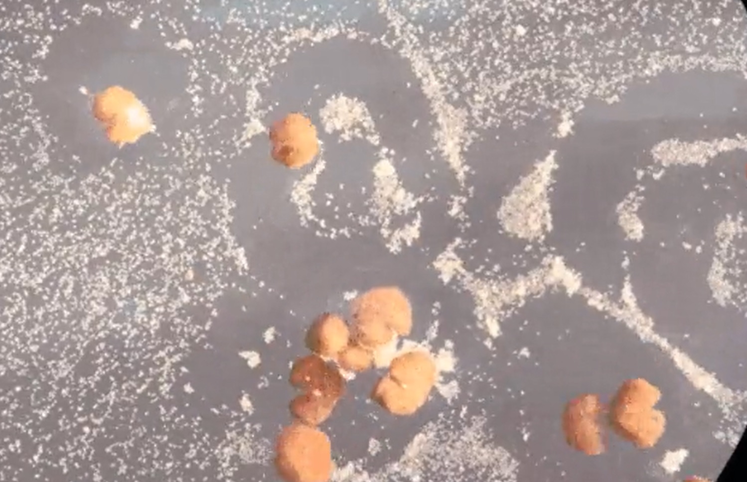 Primii roboți vii care se reproduc într-un mod nevăzut la plante sau animale