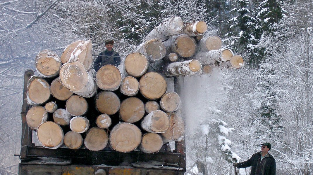 Specialiştii avertizează că în plină criză a energiei apare o criză artificială a lemnului.