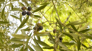 Ce țară transformă măslinele în energie regenerabilă