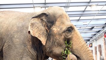 Franța deschide primul azil pentru elefanți din Europa