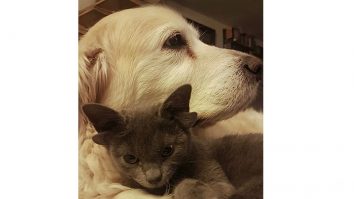 O pisicuță care s-a născut cu patru urechi a devenit virală pe Instagram. Galerie foto