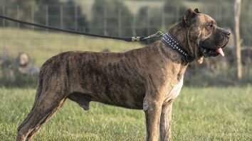 Un copil de trei ani murit, după ce un câine l-a mușcat de cap