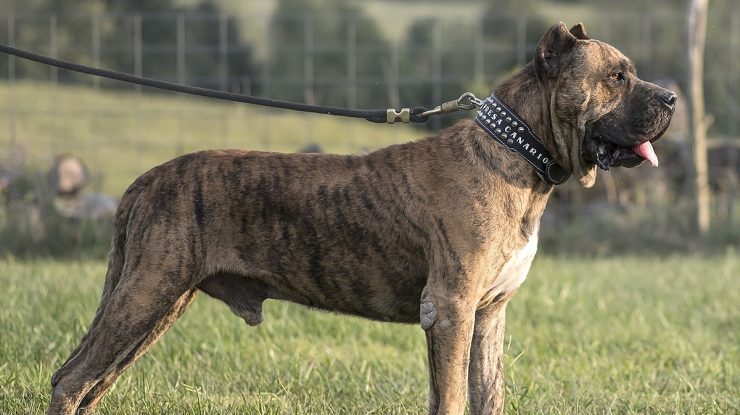 Un copil de trei ani murit, după ce un câine l-a mușcat de cap