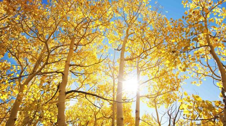 soare vazut printre copaci toamna