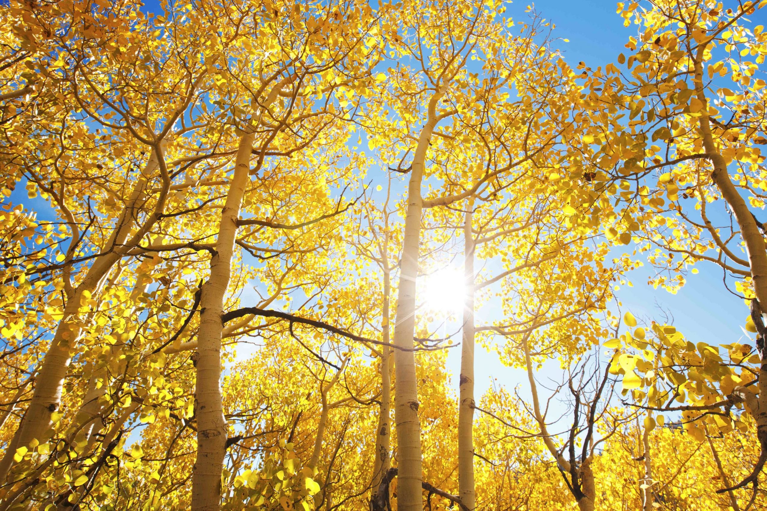 Cum va fi vremea în ultimele săptămâni de toamnă. Spre finalul lunii, maximele scad sub 0 grade Celsius