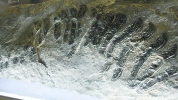 Englezii au descoperit fosila unui miriapod uriaș de la cea mai mare insectă care a trăit vreodată