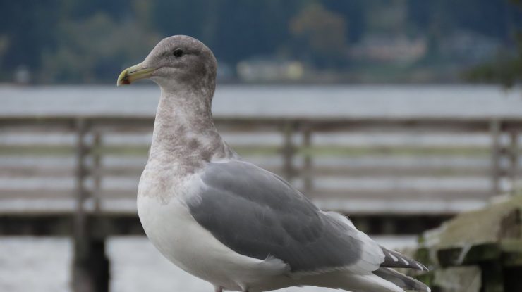 STUDIU: Pescărușii sunt mai inteligenți decât cred oamenii