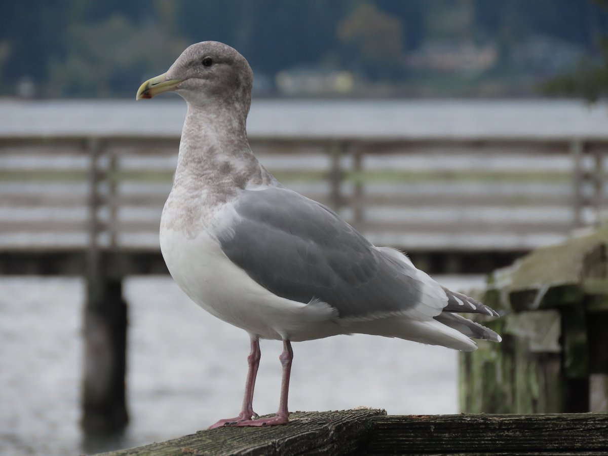 STUDIU: Pescărușii sunt mai inteligenți decât cred oamenii