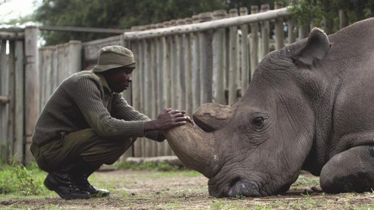 30 de rinoceri albi au călătorit 40 de ore cu avionul din Africa de Sud