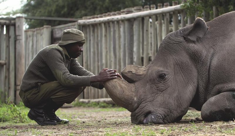 30 de rinoceri albi au călătorit 40 de ore cu avionul din Africa de Sud