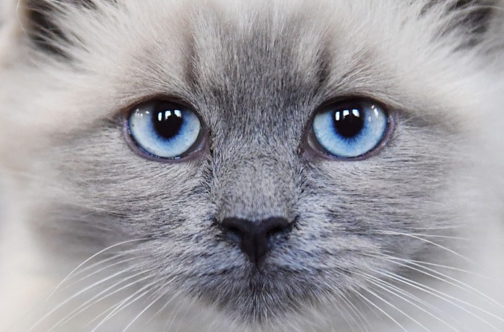 6669011 09.10.2021 A Neva Masquerade cat poses at a cats show in Moscow, Russia. Natalia Seliverstova / Sputnik