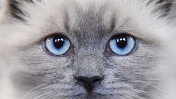 6669011 09.10.2021 A Neva Masquerade cat poses at a cats show in Moscow, Russia. Natalia Seliverstova / Sputnik