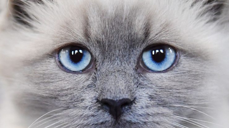 6669011 09.10.2021 A Neva Masquerade cat poses at a cats show in Moscow, Russia. Natalia Seliverstova / Sputnik