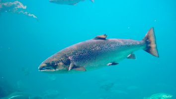 Plastic eco realizat din sperma somonilor