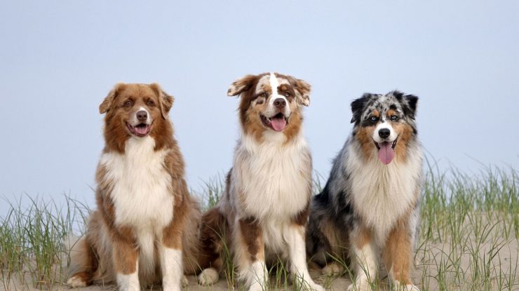 STUDIU: Câte cuvinte înțeleg câinii