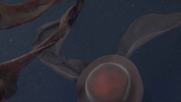 VIDEO. Cercetătorii au descoperit o creatură uriașă în apele adânci ale Oceanului Pacific