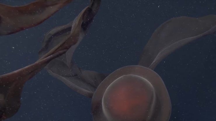 VIDEO. Cercetătorii au descoperit o creatură uriașă în apele adânci ale Oceanului Pacific