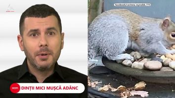Veverița „teroristă”. A mușcat 18 localnici în două zile