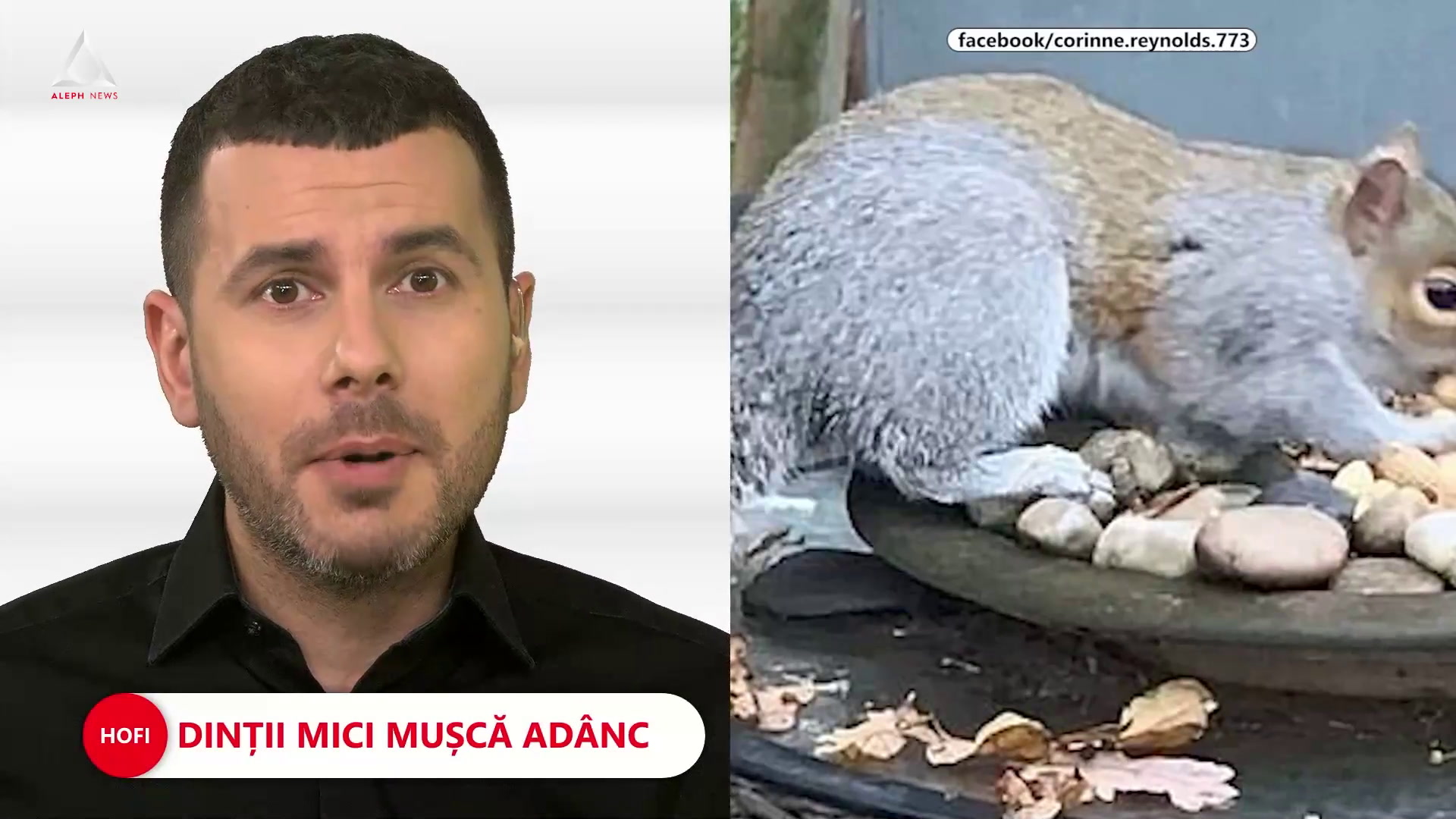 Veverița „teroristă”. A mușcat 18 localnici în două zile