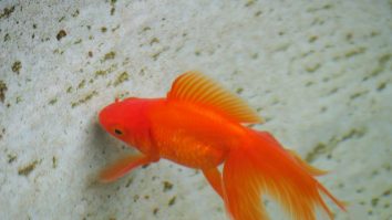 peștișorii-aurii-învață-să-conducă