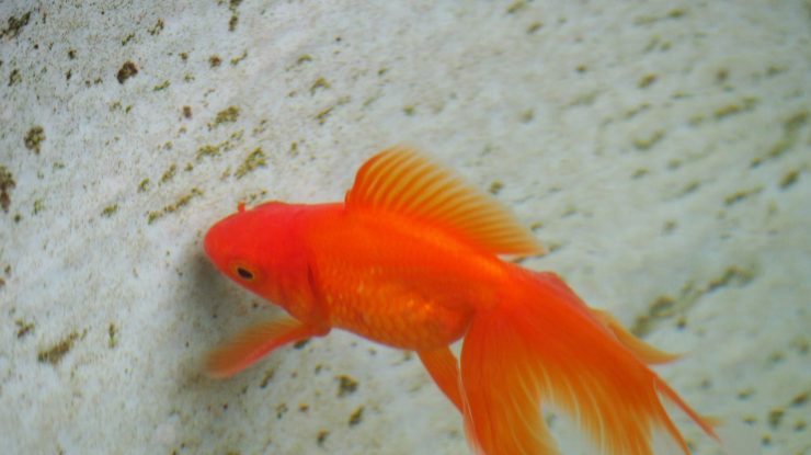 peștișorii-aurii-învață-să-conducă