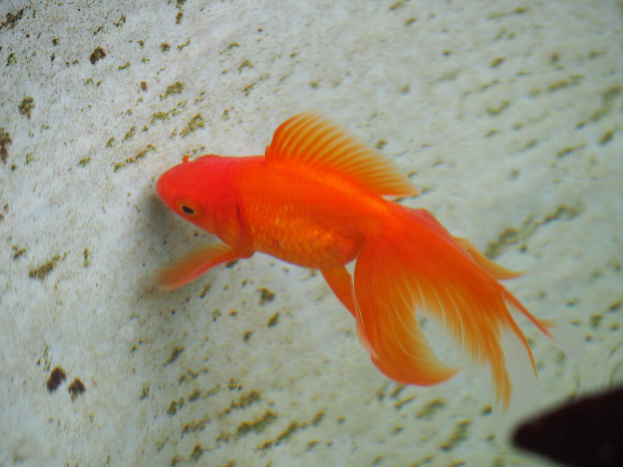 Oamenii de știință învață peștisorii aurii să conducă