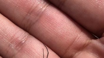 Patinatoare Oceanice: Singurele insecte care trăiesc în largul mării