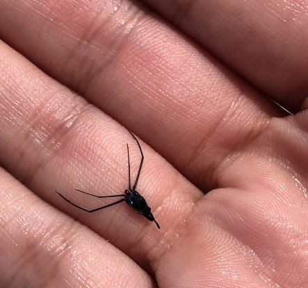 Patinatoare Oceanice: Singurele insecte care trăiesc în largul mării